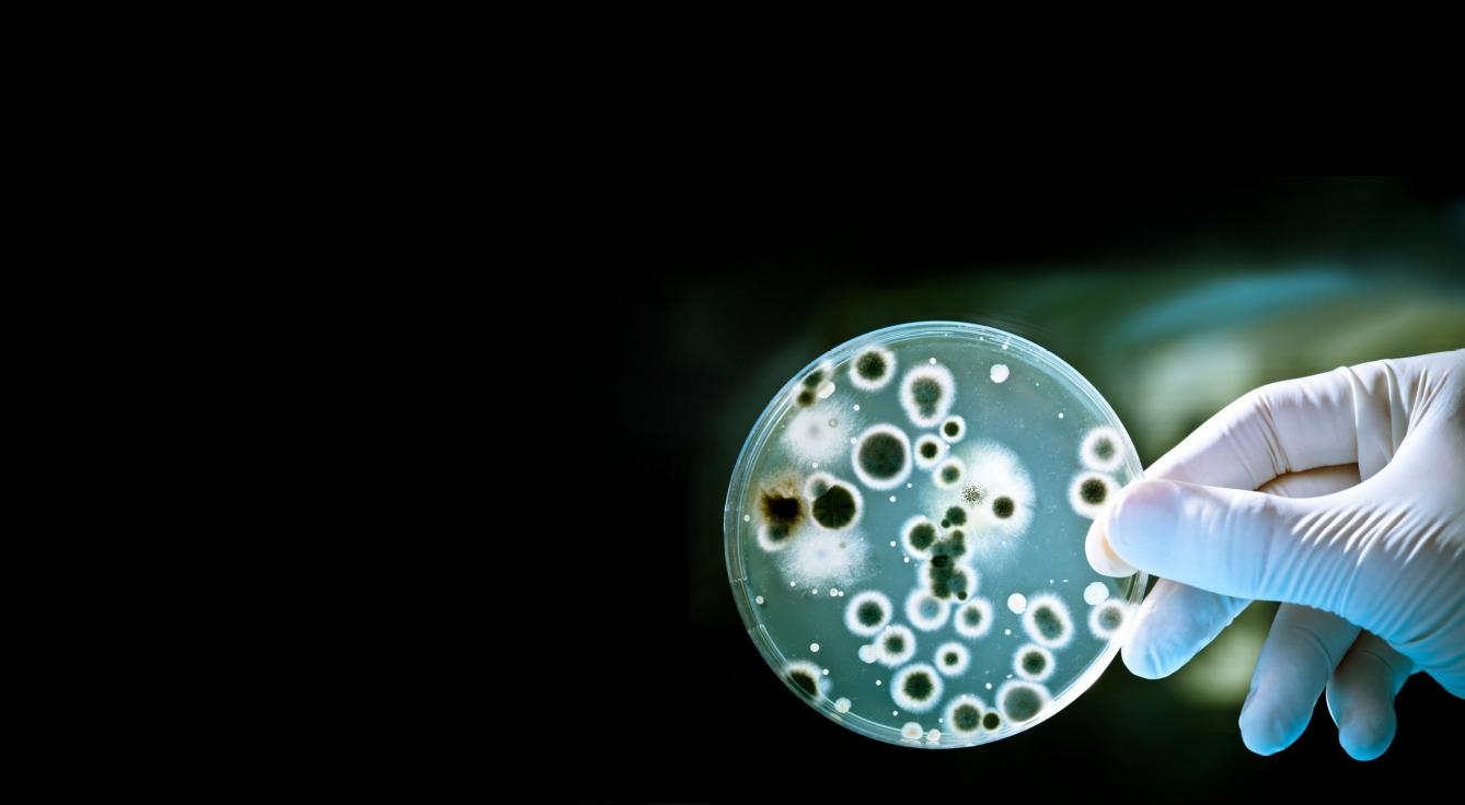 Microbe