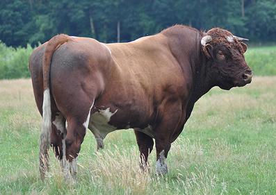 Het Maine d'Anjou vlees is vrij vet en donkerrood, bijna bordeauxkleurig, dat zich perfect leent tot braden en stoven